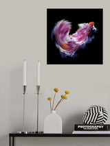 Bettafish Dance Motion Poster och Canvastavla