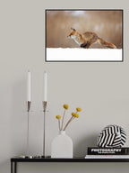 Red Fox Poster och Canvastavla