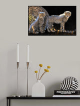 Baby Cheetahs Poster och Canvastavla
