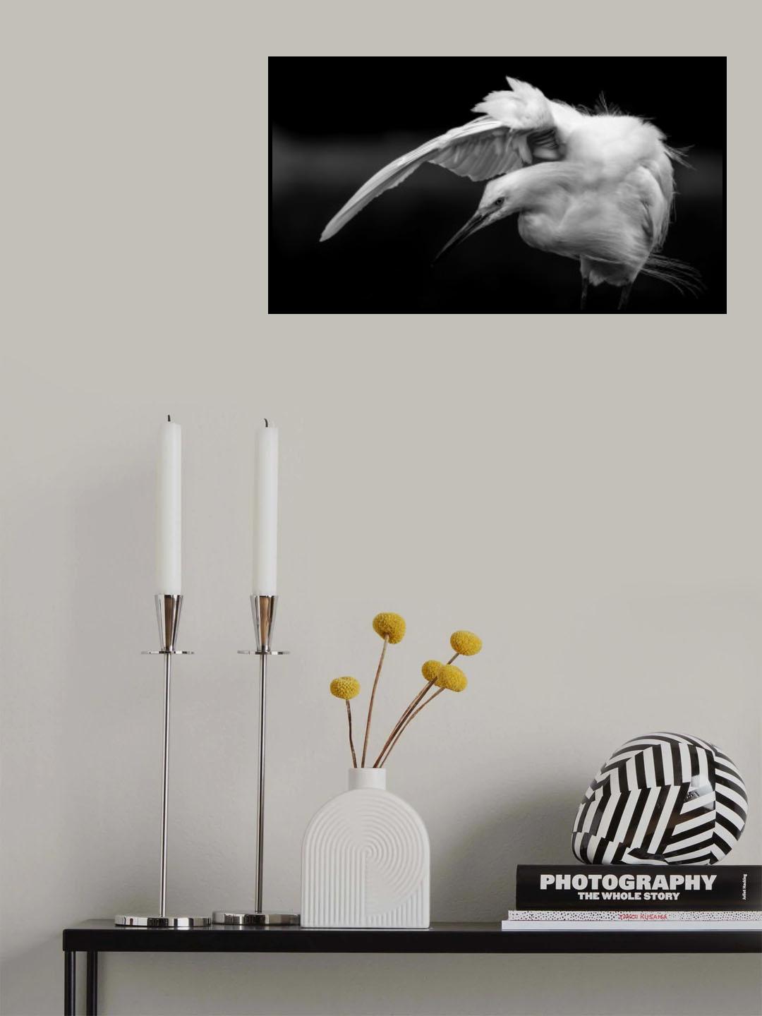 Snowy Egret B&amp;W Poster och Canvastavla