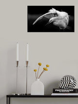 Snowy Egret B&amp;W Poster och Canvastavla