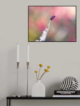 Flying kite... Poster och Canvastavla