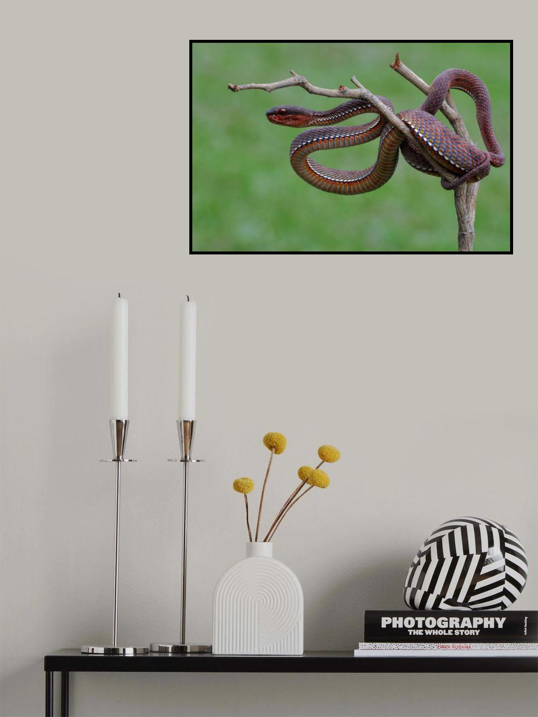Red Viper Poster och Canvastavla