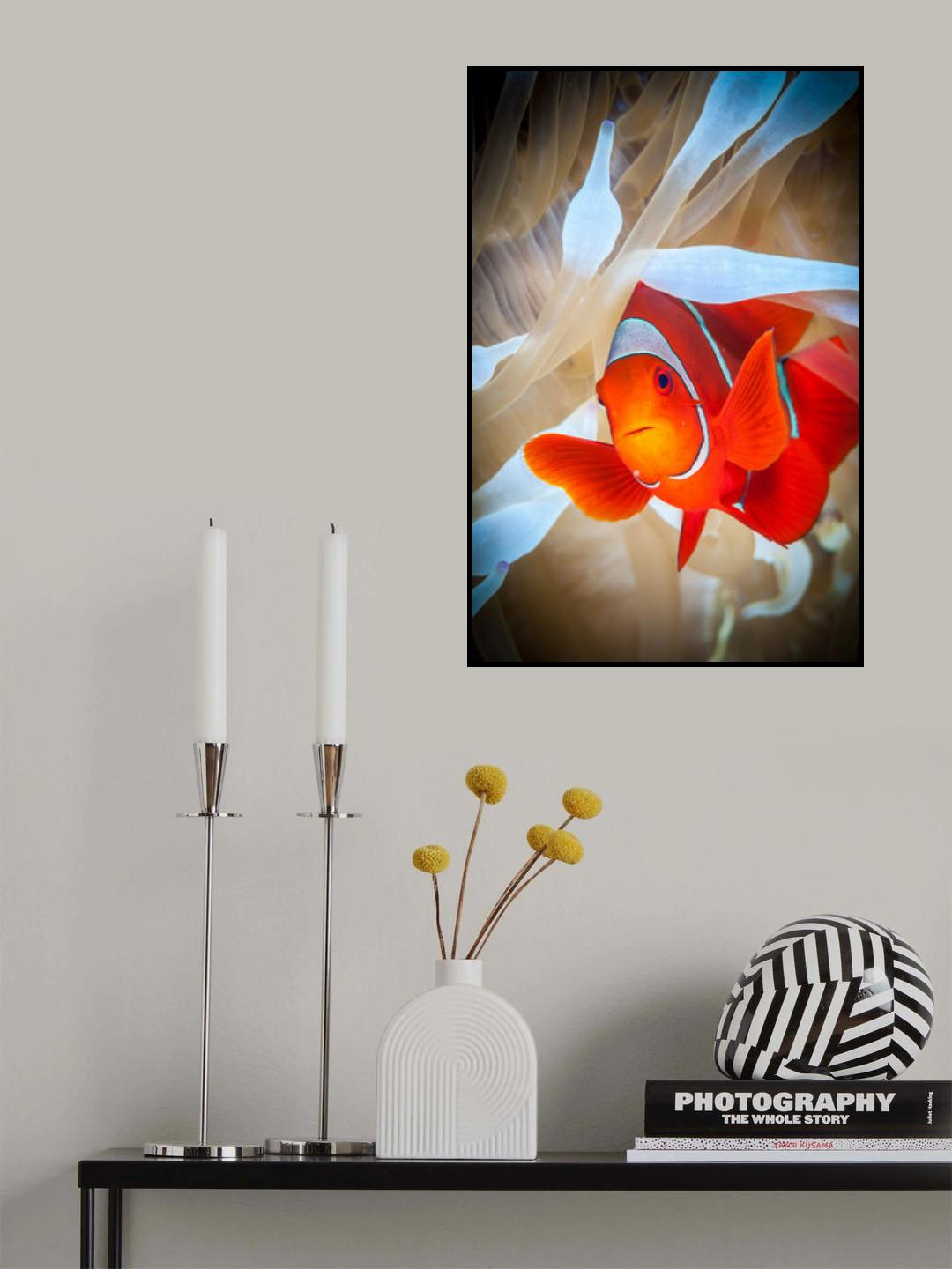 Clownfish defends his white anemone Poster och Canvastavla