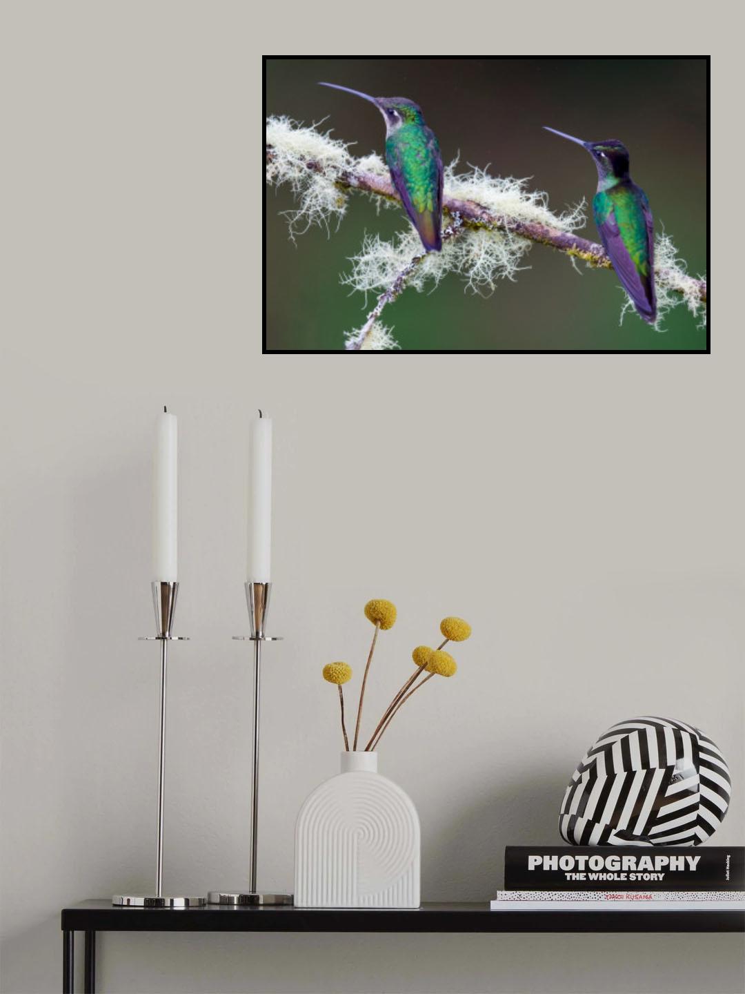 Hummingbirds Poster och Canvastavla