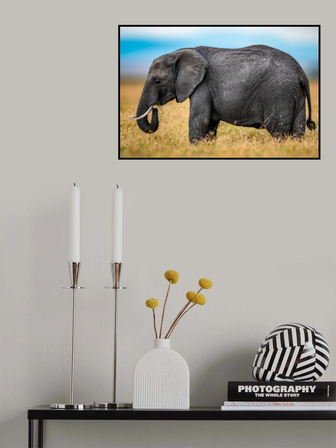 Elephant Poster och Canvastavla