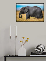 Elephant Poster och Canvastavla