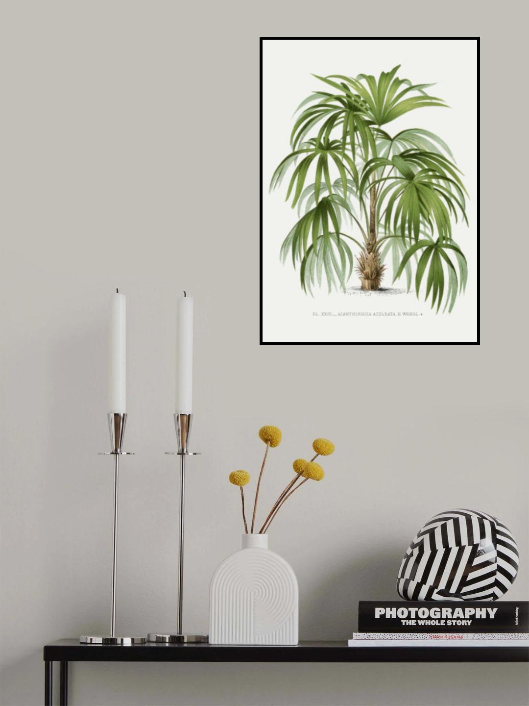 Xxiv Acanthorhiza Aculeata Poster och Canvastavla
