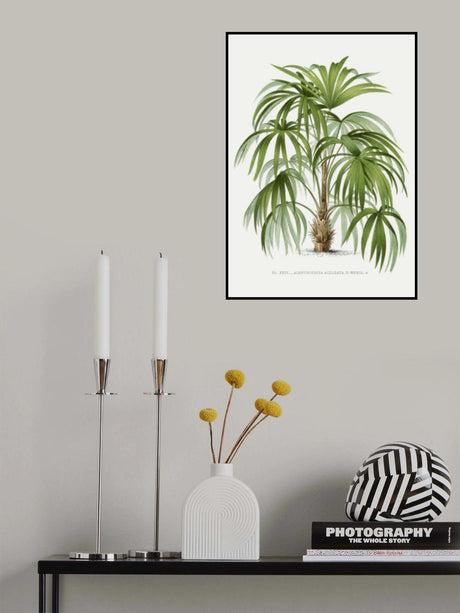 Xxiv Acanthorhiza Aculeata Poster och Canvastavla