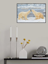 young bears playing Poster och Canvastavla