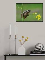 Le frog Poster och Canvastavla