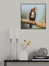 White-throated kingfisher Poster och Canvastavla