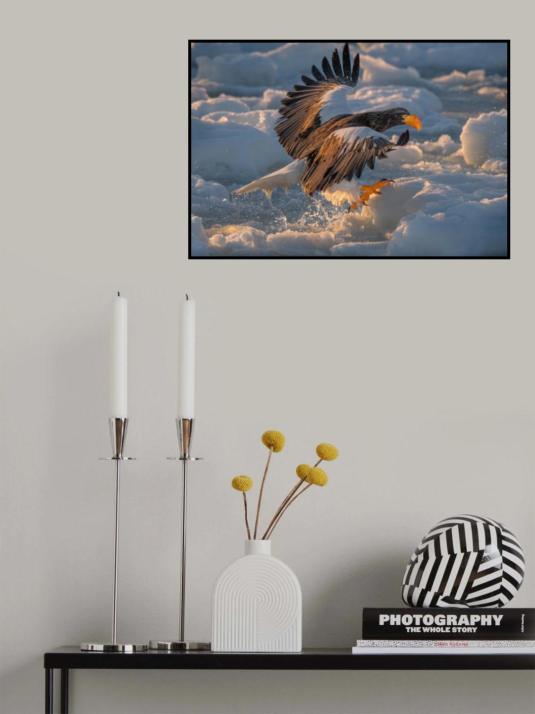 Steller's Sea Eagle Poster och Canvastavla