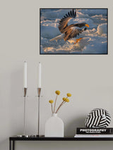 Steller's Sea Eagle Poster och Canvastavla