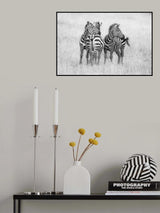 Zebras in monochrome Poster och Canvastavla