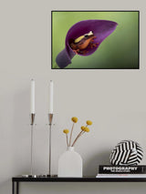 Frog Cubby House Poster och Canvastavla