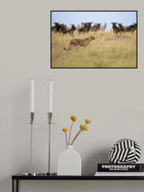 Ignoring the Wildebeest Poster och Canvastavla