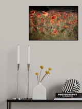 poppies in daylight Poster och Canvastavla