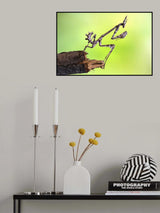 Empusa pennata-larva Poster och Canvastavla