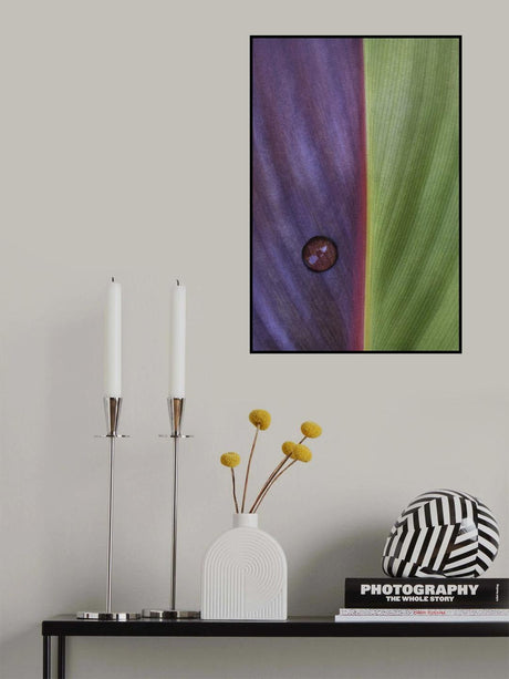 Canna Poster och Canvastavla