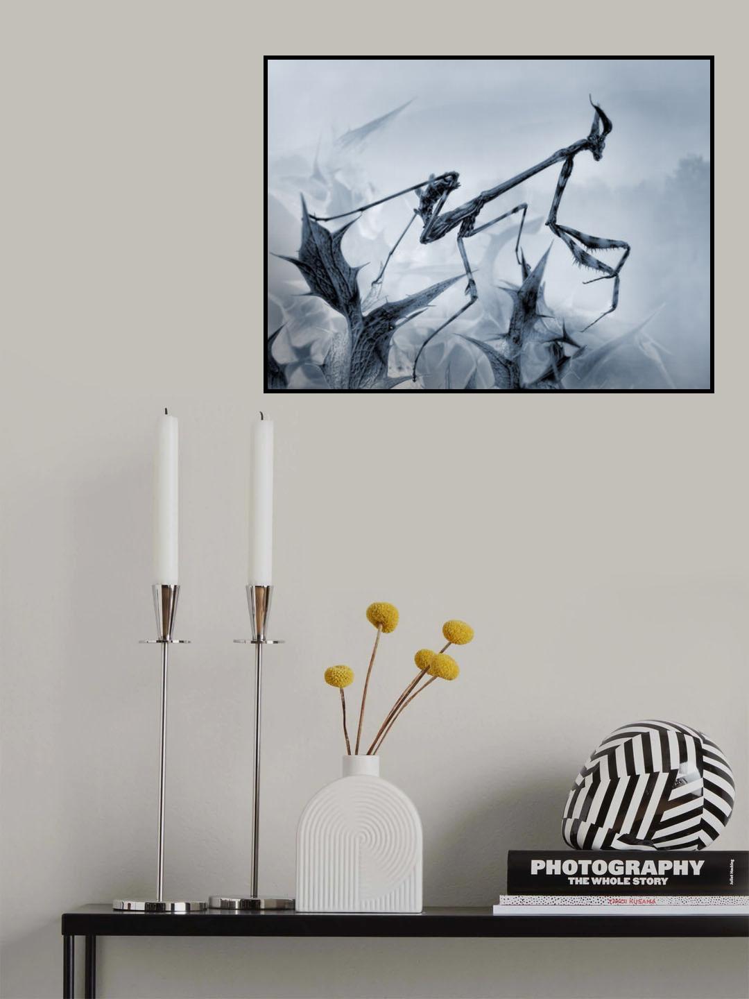 Mantis palo Poster och Canvastavla