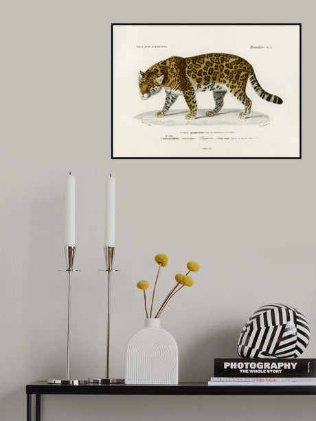 Jaguar (panthera Onca) Poster och Canvastavla