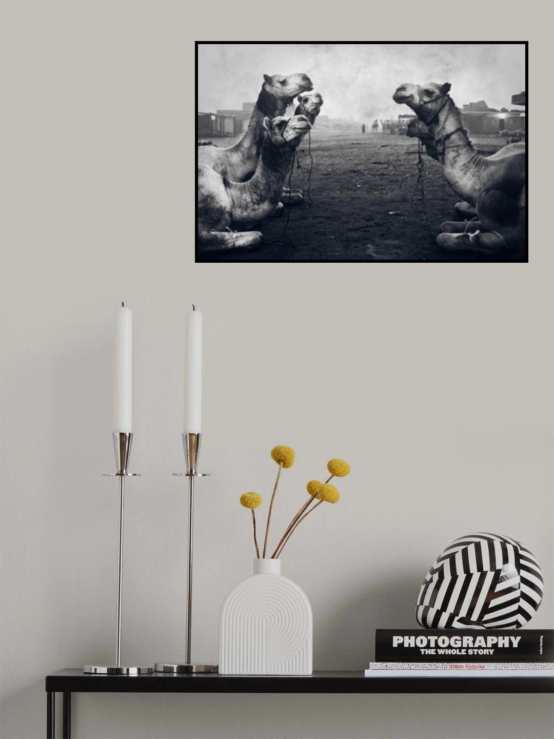 The Shepherd Of Camel Market Poster och Canvastavla