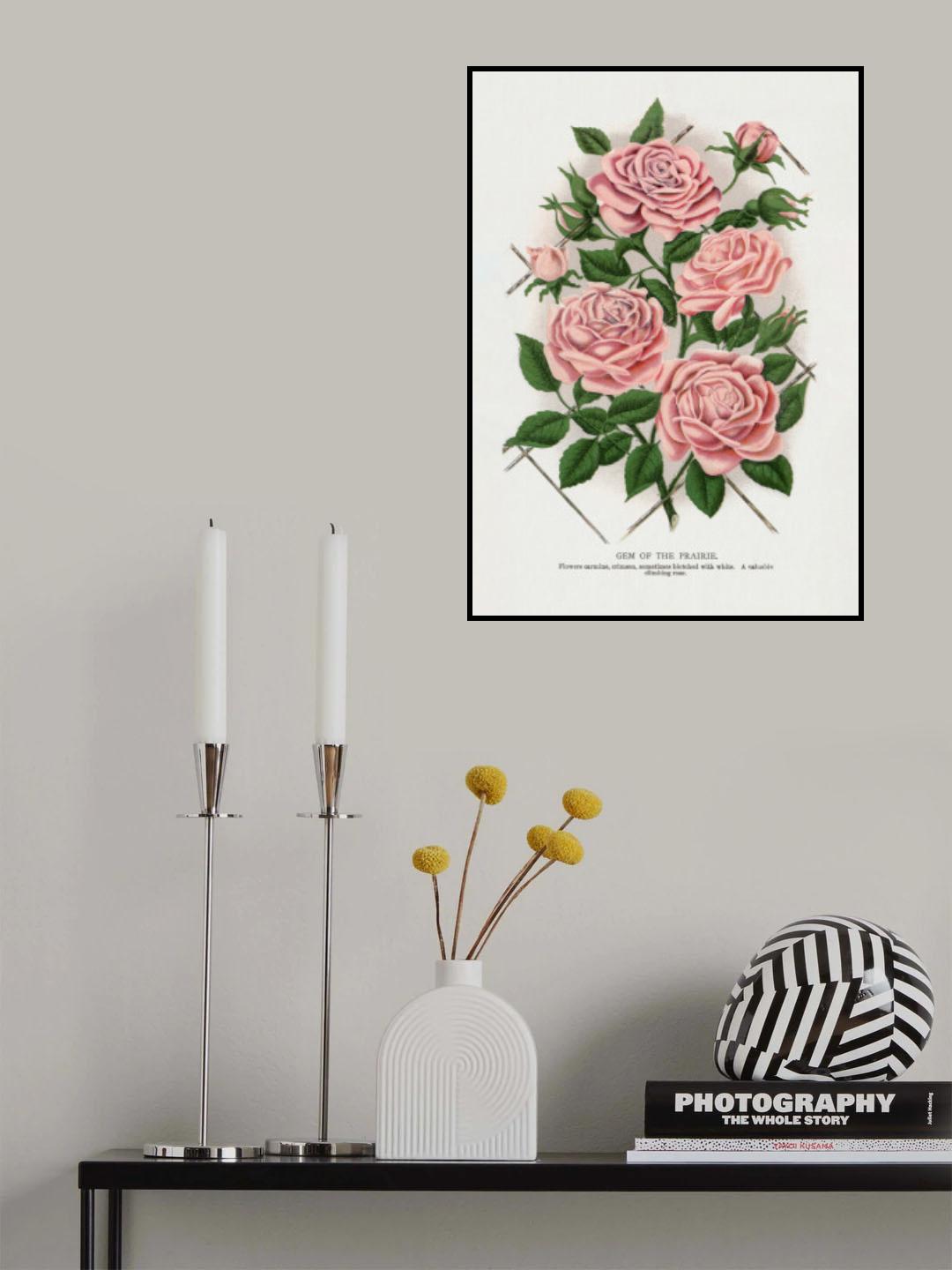 Pink Rose, Gem of the Prairie Lithograph Poster och Canvastavla