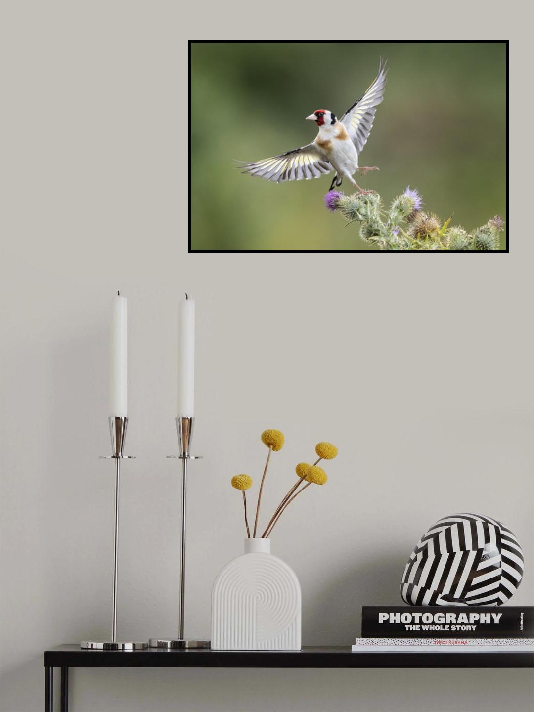 Goldfinch on Thristle Poster och Canvastavla