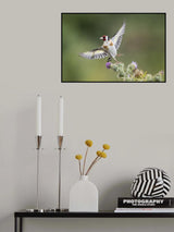 Goldfinch on Thristle Poster och Canvastavla