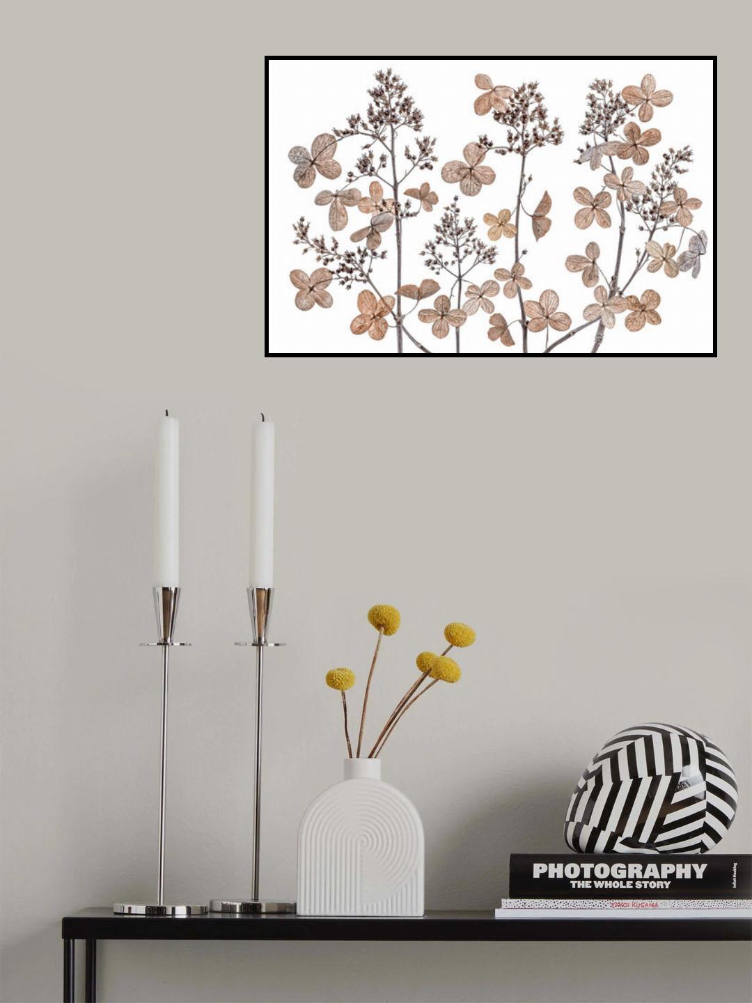 Hydrangea paniculata Poster och Canvastavla