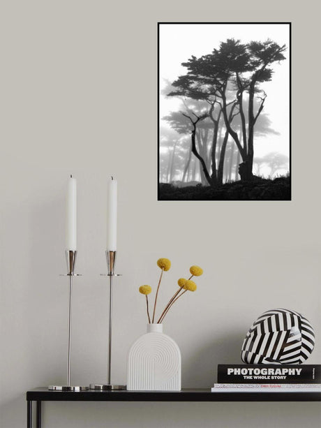 California Pines in Fog Poster och Canvastavla