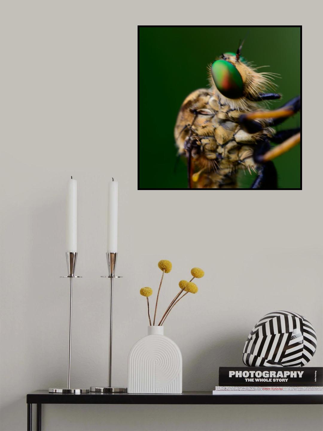 robber fly Poster och Canvastavla