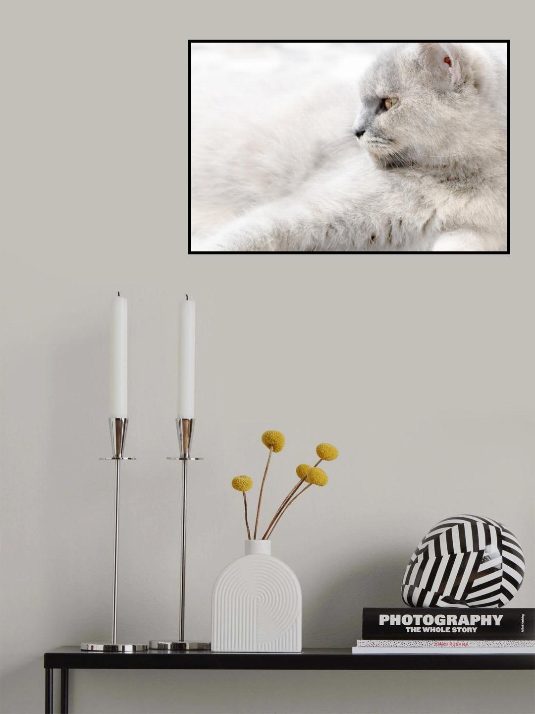 Straight Look of Memey Poster och Canvastavla