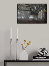 In the beech forest Poster och Canvastavla