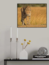 Focused intensity Poster och Canvastavla