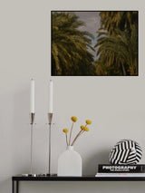 palm trees Poster och Canvastavla