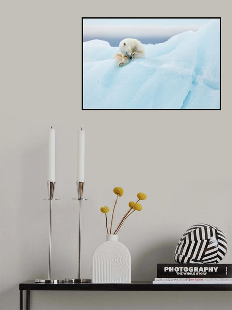 Polar Bear Grooming Poster och Canvastavla