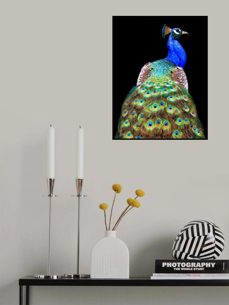 Peacock Poster och Canvastavla