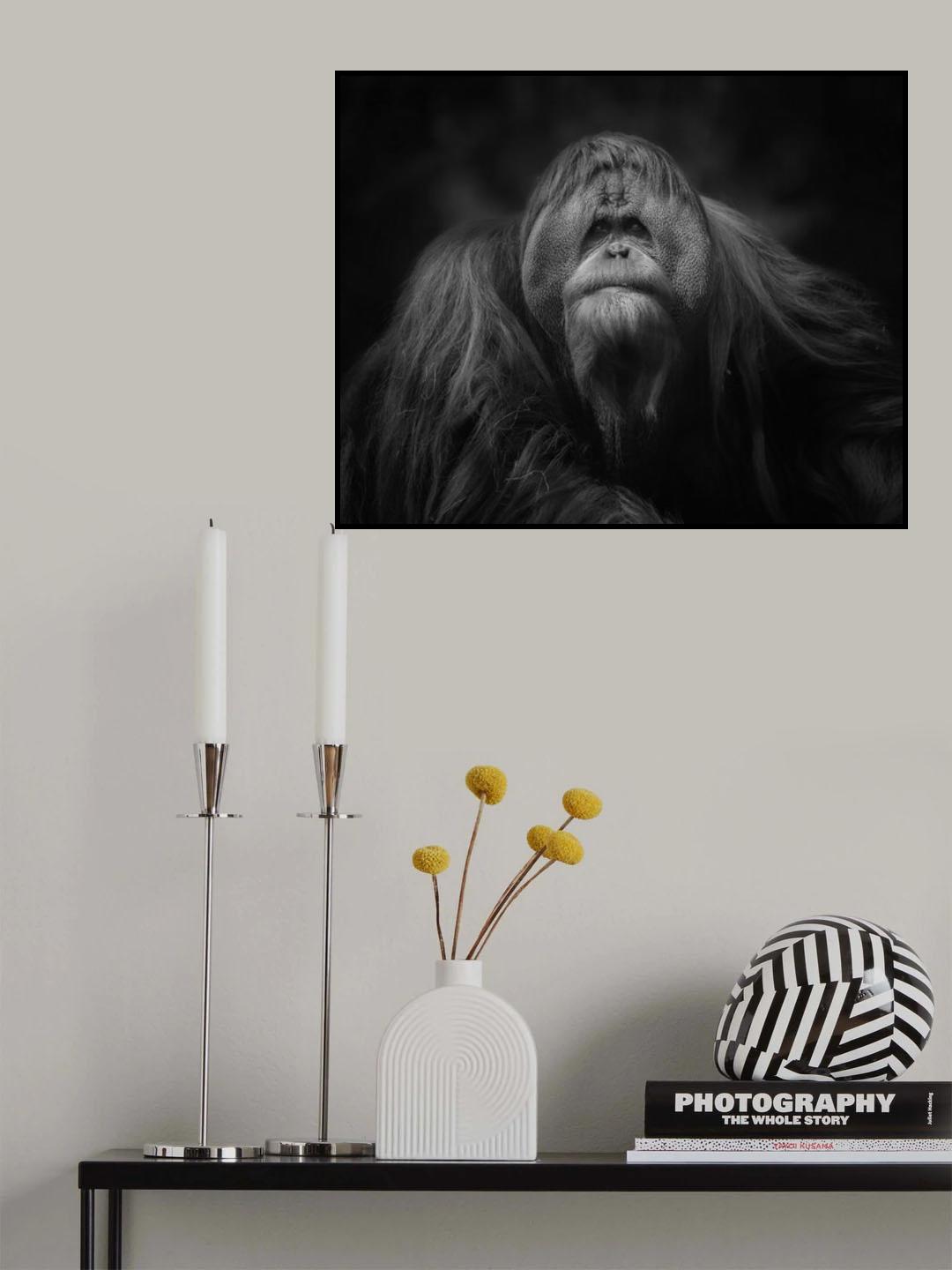 The King of the territory Poster och Canvastavla