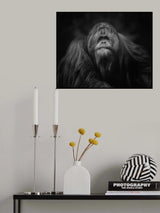 The King of the territory Poster och Canvastavla