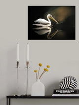 pelican Poster och Canvastavla