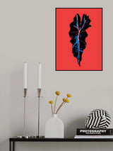 Alocasia Polly Red Poster och Canvastavla