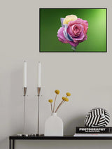 Rose Colorful Poster och Canvastavla