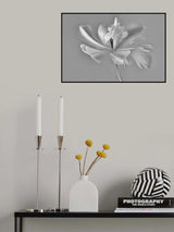 Tulip Exotic Emperor ii) Poster och Canvastavla