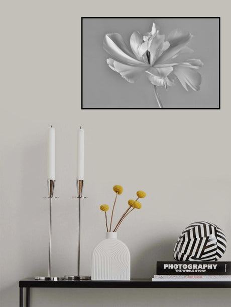 Tulip Exotic Emperor ii) Poster och Canvastavla