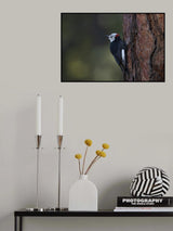 White-headed woodpecker Poster och Canvastavla