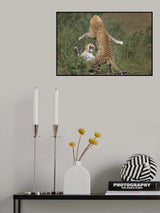 leopard mating Poster och Canvastavla
