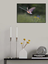 Catch the Spring Poster och Canvastavla