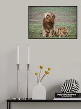 Shake your mane Poster och Canvastavla